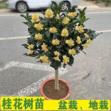 四季桂花浓香型盆栽好养树苗金桂耐寒室内外庭院地栽阳台绿植花卉