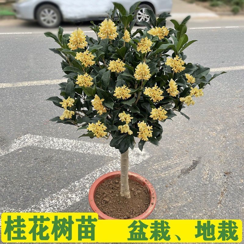 四季桂花浓香型盆栽好养树苗金桂耐寒室内外庭院地栽阳台绿植花卉