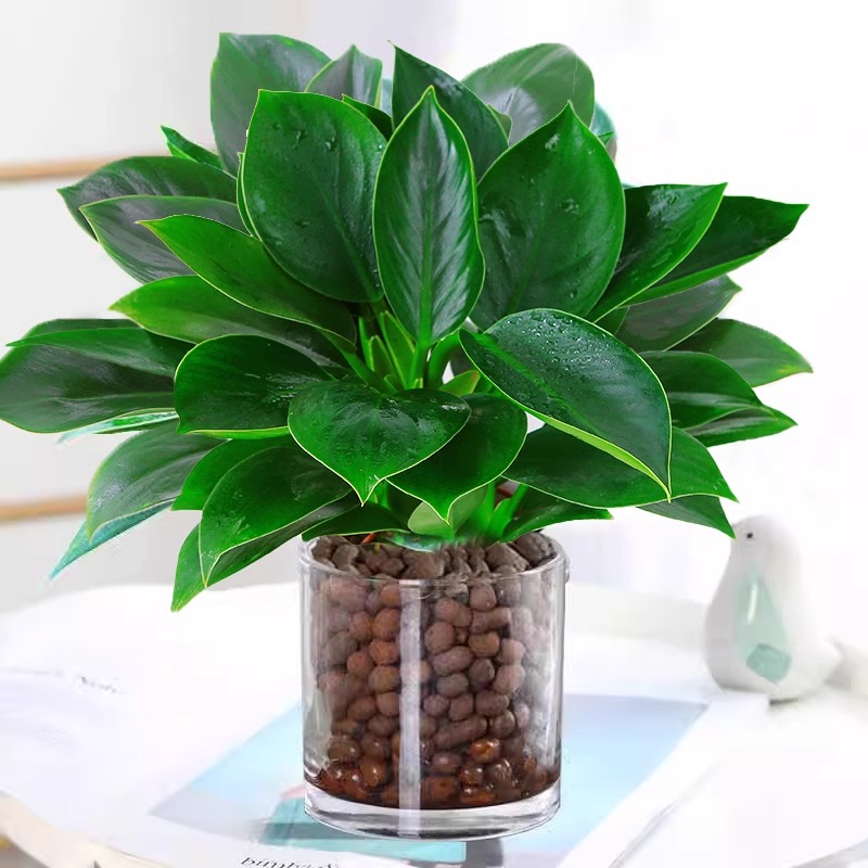 3개의 황금 다이아몬드 25-30cm [둥근 유리 + 세라믹] + 영양액