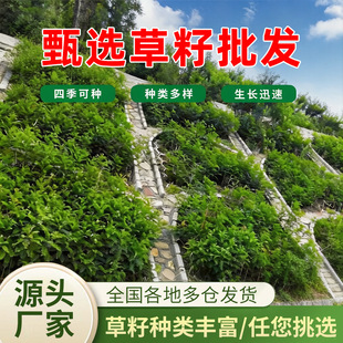 �o�¹���ֲ���ľ�������뻱�N�Ӵ̻���G��бɽ߅�¸��ٹ�·����