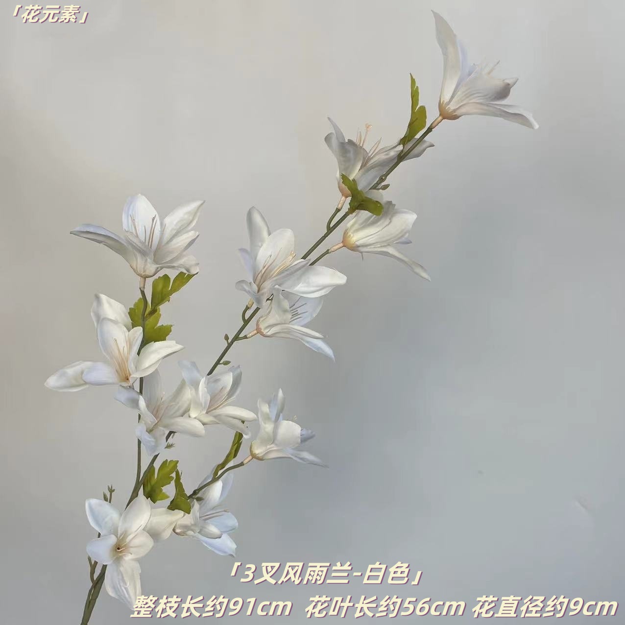 화이트