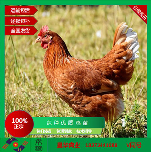 Град -коричневые яйца курицы саженцы Hailan коричневые саженцы курицы оптовые яичные саженцы бесплатно техническое руководство
