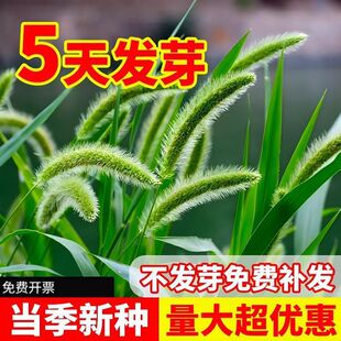 ��β�ݷN�Ӻ��������s�������^�p���o�¹�β�ͲݷN�����͟���Բ�