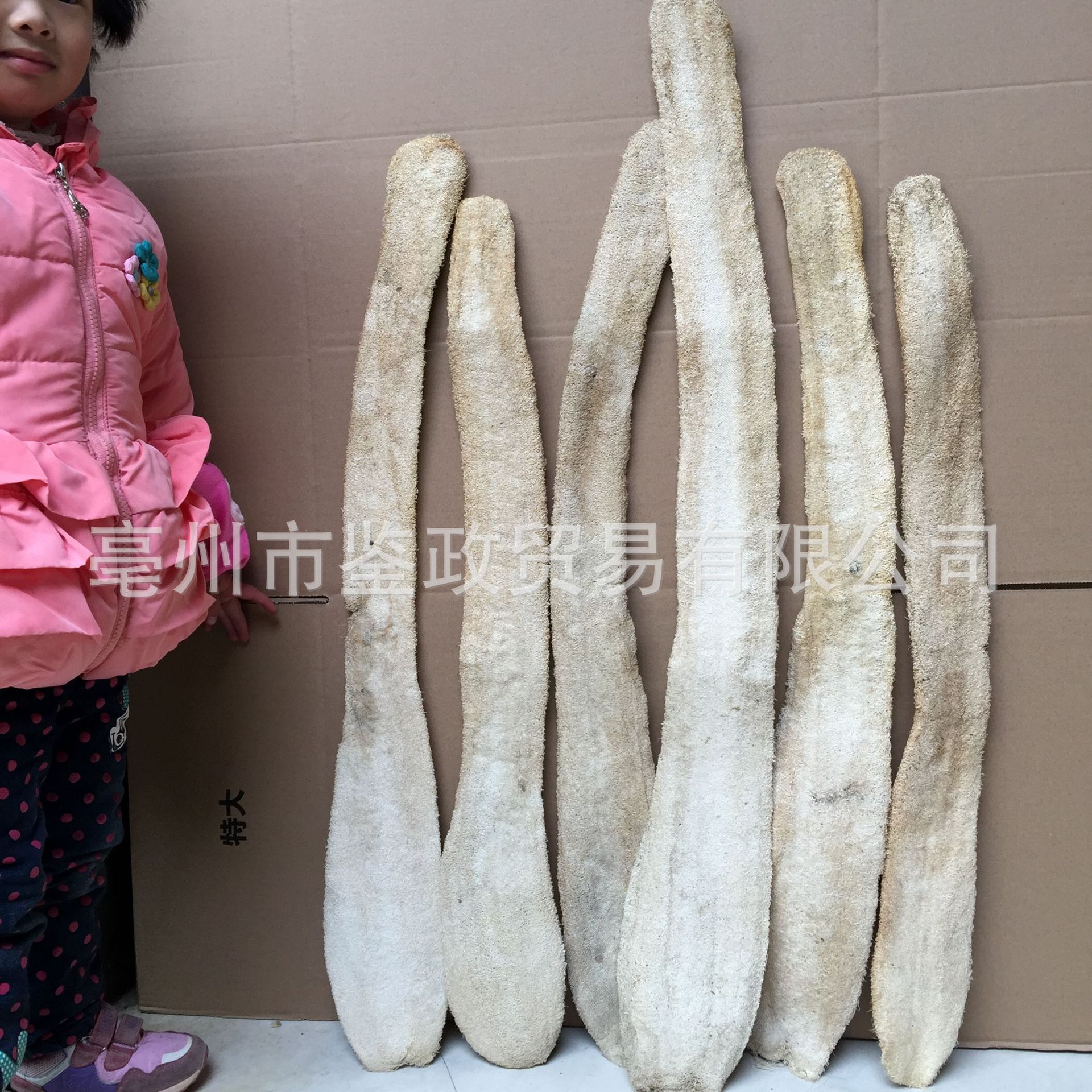 Loofah Sponge Gourd Fiber Si Gua Luo 500g Whole Dried Natural Body Scrub Dish Brush Pet Toy in use