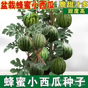 �������ϷN�ӟo�ѷ���С���ϷN�Ӹ߮aˮ���N���̨ͥԺ�ļ����N��