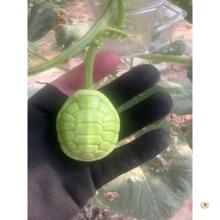范制文玩葫芦生长定型各种模具龟甲富甲天下乌龟壳耳机盒葫芦模具