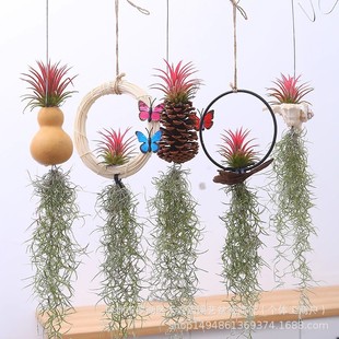 Air Plant Combination Soilless Plant, Old Man's Beard Air Plant, Lichen Wall Hanging Indoor Hanging Green Plant Flowers and Plants