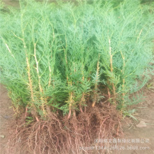 ֱNȰС Ȱ ļͥԺֲ ҎRȫ󃞻