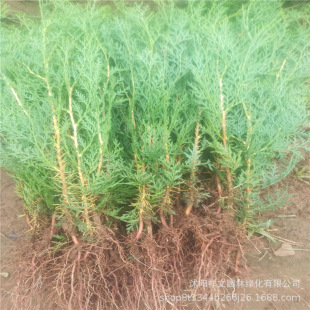 ����ֱ�N�Ȱ�С�� �Ȱ� �ļ�����ͥԺֲ�� Ҏ���Rȫ���󃞻�