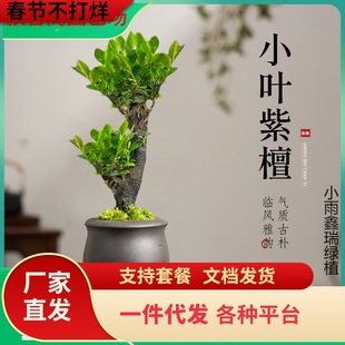 һ�����lС�~��̴�辰�Gֲ���������k���҃ȿ͏d�����Ϙ�ֲ���ļ�