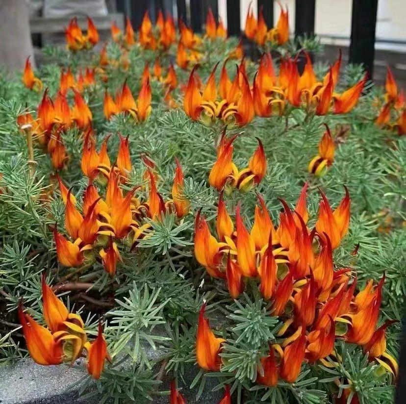 2302 база оптовая поставка попугай рот горшок рассада подвесная корзина 10-30 см различные спецификации