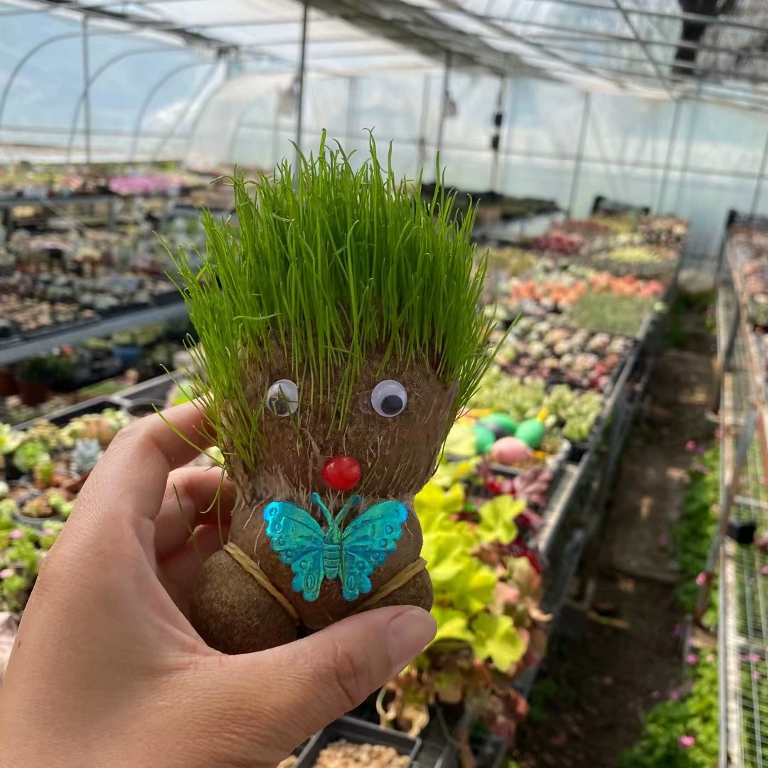 Tiktok в том же стиле травяная голова кукла креативный мини маленькое зеленое растение комнатное растение в горшке детский сад маленький подарок