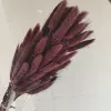 There are about 60 pieces of brown rabbit tail grass in a bunch