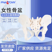 女性骨盆模型1比1女盆腔關節骶骨恥骨結構婦產科展示教具骨骼解剖