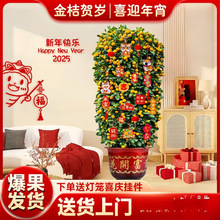 金桔树盆栽带果客厅绿植室内大型植物办公室乔迁旺宅年桔橘子树苗