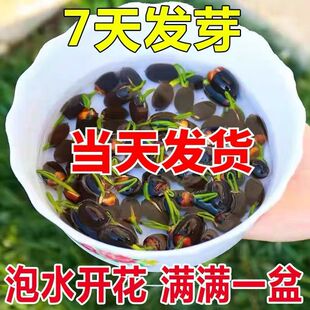 ��ɏˮ��ֲ�ﻨ���҃Ȼ����B�ļ��_���N����ˮ�B�ɻ����Կ͏d˯ɏ