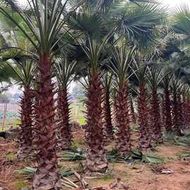 基地直销老人葵40公分华盛顿葵苗庭院园艺批发老人葵