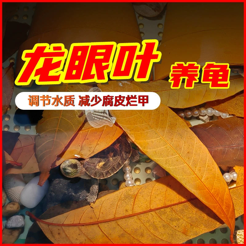 Longan Leaf Turtle Raising Aquatic Master Красный без кипения для предотвращения гнилости кожи и улучшения качества воды Бак для черепахи, чтобы избежать листьев Лонган