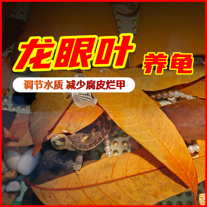 Longan Leaf Turtle Aquarium Master Red No-Cook Prevention of Bean Curd Skin Improves Water Quality Turtle Tank Avoid Longan Leaves Longan Leaf Turtle Aquarium Master Red No-Cook Prevention of Bean Curd Skin Improves Water Quality Turtle Tank Avoid Longan Leaves