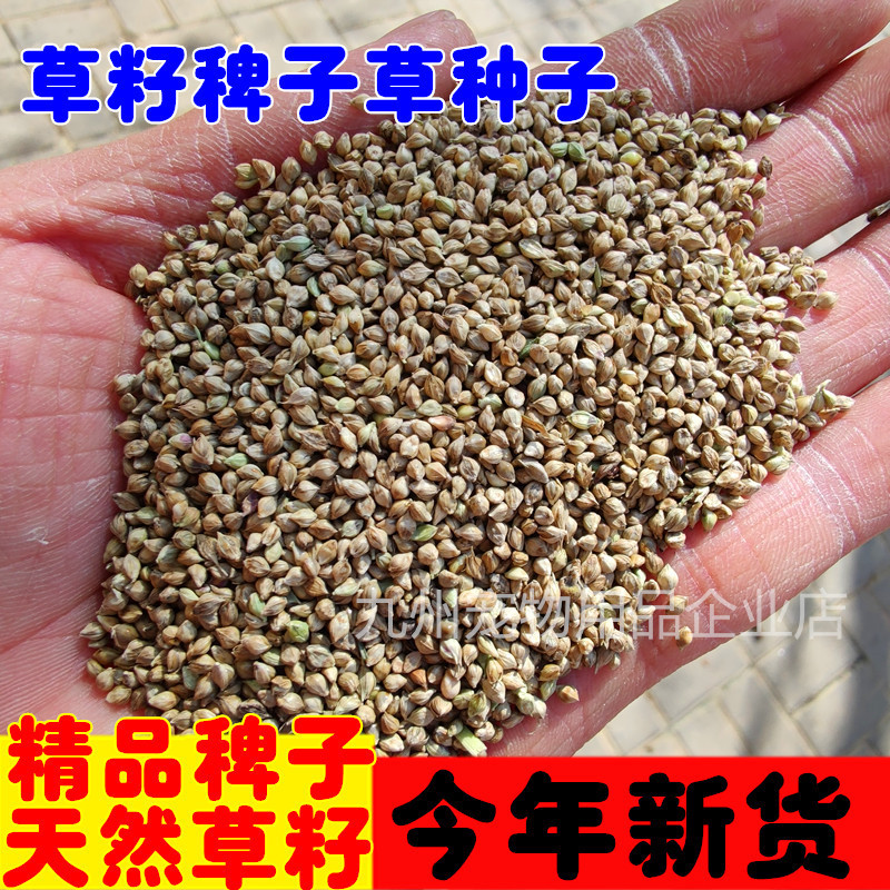 [Wholesale] Premium Grass Seed Bird Food for Finch, Jade Bird, Lovebird, Cockatiel, Peony Bird, Parakeet, Pearl Bird