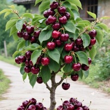 ܇ӘشҘϷNֲͥԺ䰫䮔Y