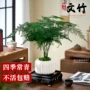 植物办公室客厅盆栽文竹