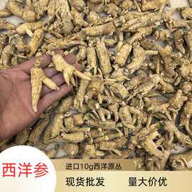 进口西洋参10克原丛1kg现货批发量大价优可磨粉切片西洋参花旗参