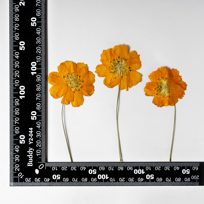 硫黄華菊側押花押花材滴糊乾花携帯ケース植物標本教育diy材料香薫|undefined