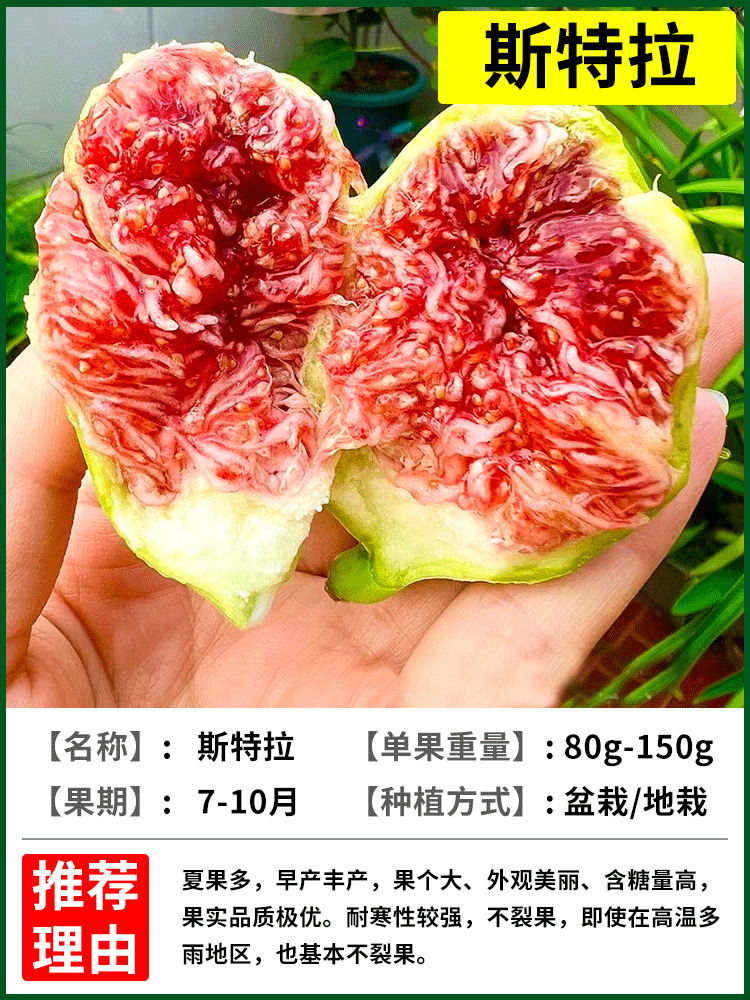 스텔라 6년생 모종 + 특수비료 [흙과 잎이 있는 나무 1그루]