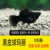 10 pieces of black ball Mary comes with fish food