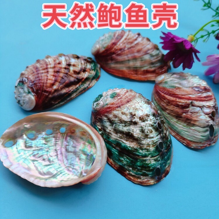 Natural Conch Shell Abalone Shell Micro Landscape Fish Tank Aquarium Landscaping Crafts Ornaments