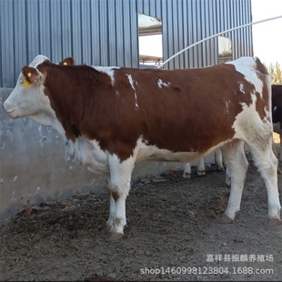 ��ţ�����T����ţ�����Sţ���T����ţ���ӳ��۴�ĸţ�r��