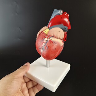 ���}�o�}���w���K����ģ�� B���ʳ��ɲ�ж��Ȼ�����K�t�W�̌Wģ��