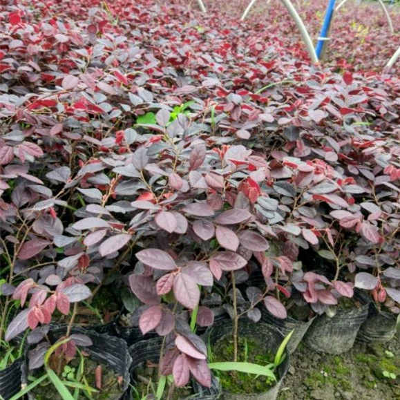 Сафлор зеленое дерево сафлор следующий Цвет древесины блок саженцы двор озеленение саженцы цветущие растения сферические