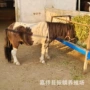 德保温顺儿童新手矮马