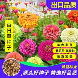 百日草种子四季易种室外庭院阳台景观花海百日菊花种籽开花不断孑