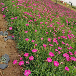 Base Wholesale European Dianthus Seedlings European Dianthus Cup Seedlings Flower Sea Landscape Greening Seedlings Internet Celebrity Grass Flowers with Long Flowering Period