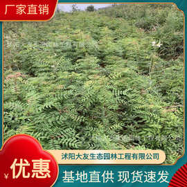 基地批发 自产自销黄连木树苗 景区造景道路园林工程绿化苗