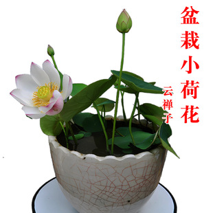 ΢С^pɏNˮBɏˮ໨ˮֲGֲźN