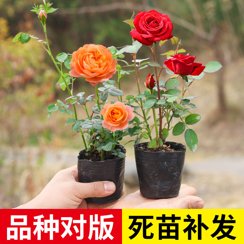 Small Seedlings of Rose Flower Seedlings, Rose Juice, Balcony Blooming Flowers, Easy to Grow in All Seasons, Climbing Vines, Green Plants, Indoor Potted Plants