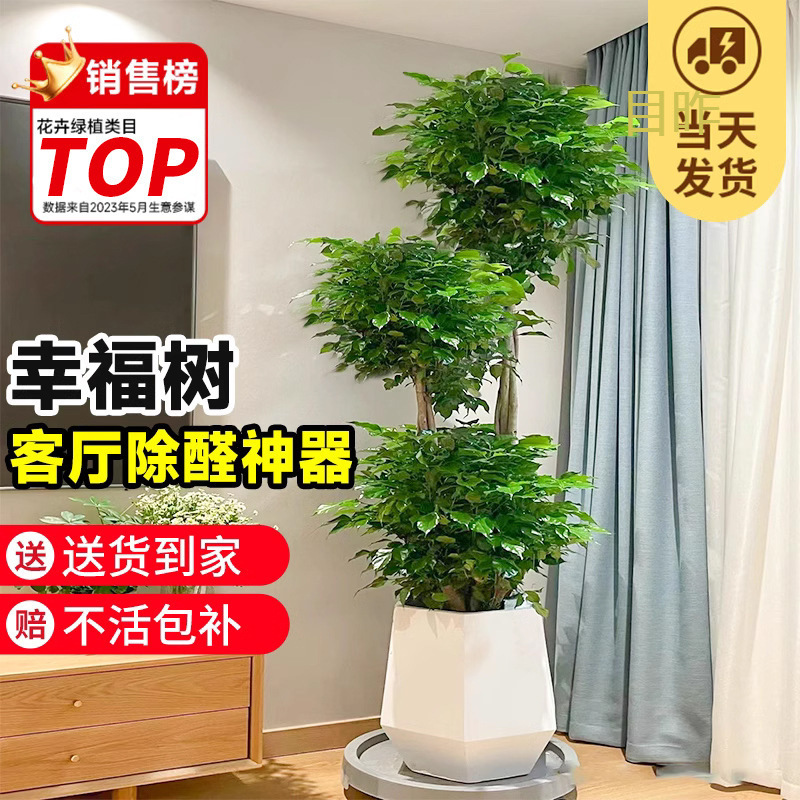 幸福树客厅盆栽大型老桩绿植办公室内平安树吸甲醛植物四季好批发