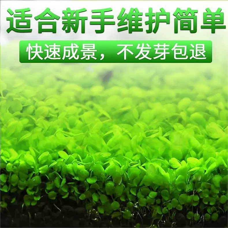 Семена водной травы Маленькая пара листьев Крупный рогатый скот Очистка воды Стеклянная бутылка для аквариума Творческий пейзаж Новичок Ленивый гидропонный завод