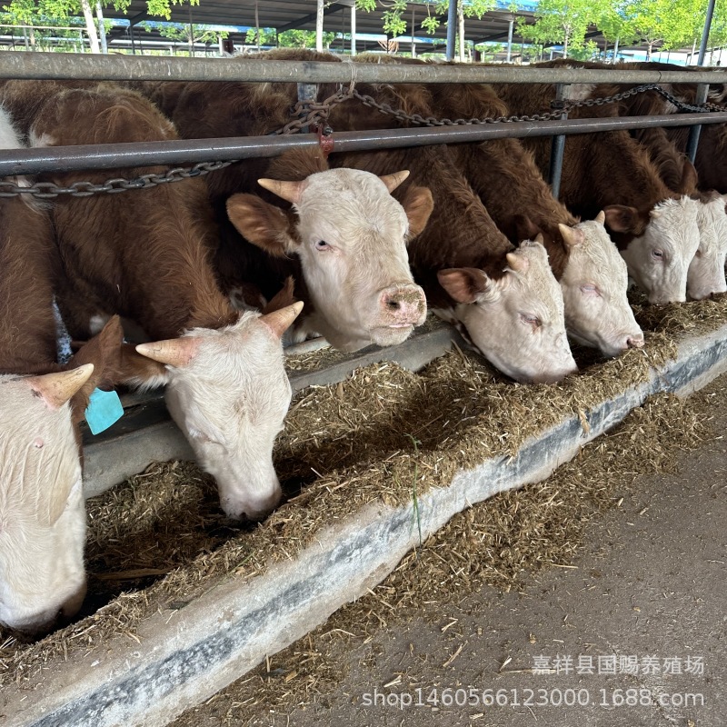 小牛犊活体 鲁西黄牛牛苗 肉牛犊出售 三元杂交牛犊 西门塔尔牛苗