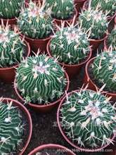 ���^���^�޽���ض������L�̶�����ǧ���f�����������Զ���ֲ��