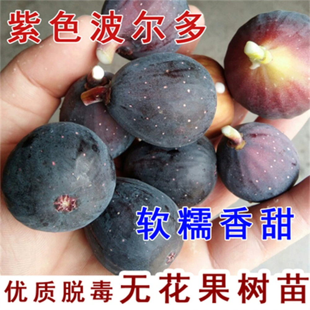 Большой Delarina рис саженцы толстые сладкие кожуру съесть бассейн посадили морозостойкие Южной и Северной посадка год результаты