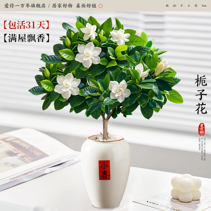 단극 치자나무 + 높은 작은 화분 (포장석 + 영양액 포함)