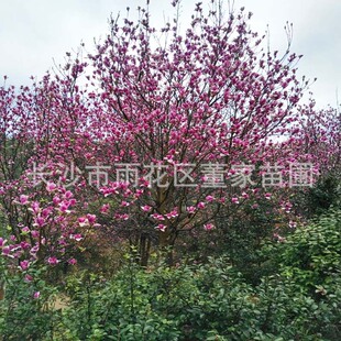 �����ؽ�18-20���������m �����m�� ���NҎ�������m �t���m���l