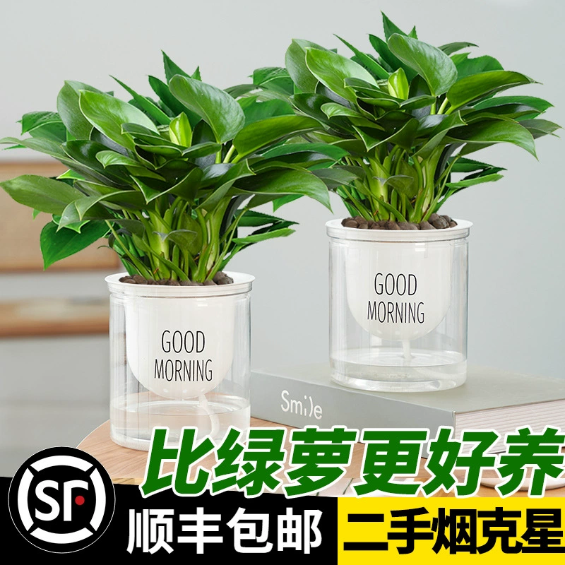 Золотой бриллиант в горшке Платина Золотой бриллиант Зеленый Liluo Гидропоника Большой лист Зеленое растение Мясистый Офис Ленивые люди Хорошо поднимать цветы