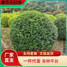 一件代发小叶女贞球树苗金叶女贞球庭院别墅耐寒绿化灌木球造型女