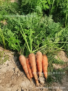 Оптовые морковки фермеры сажают свежую почву негенетически -критические последствия редька Raw